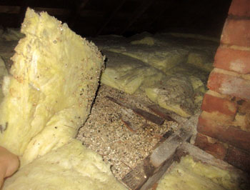 Vermiculite insulation (suspect asbestos containing material) in attic